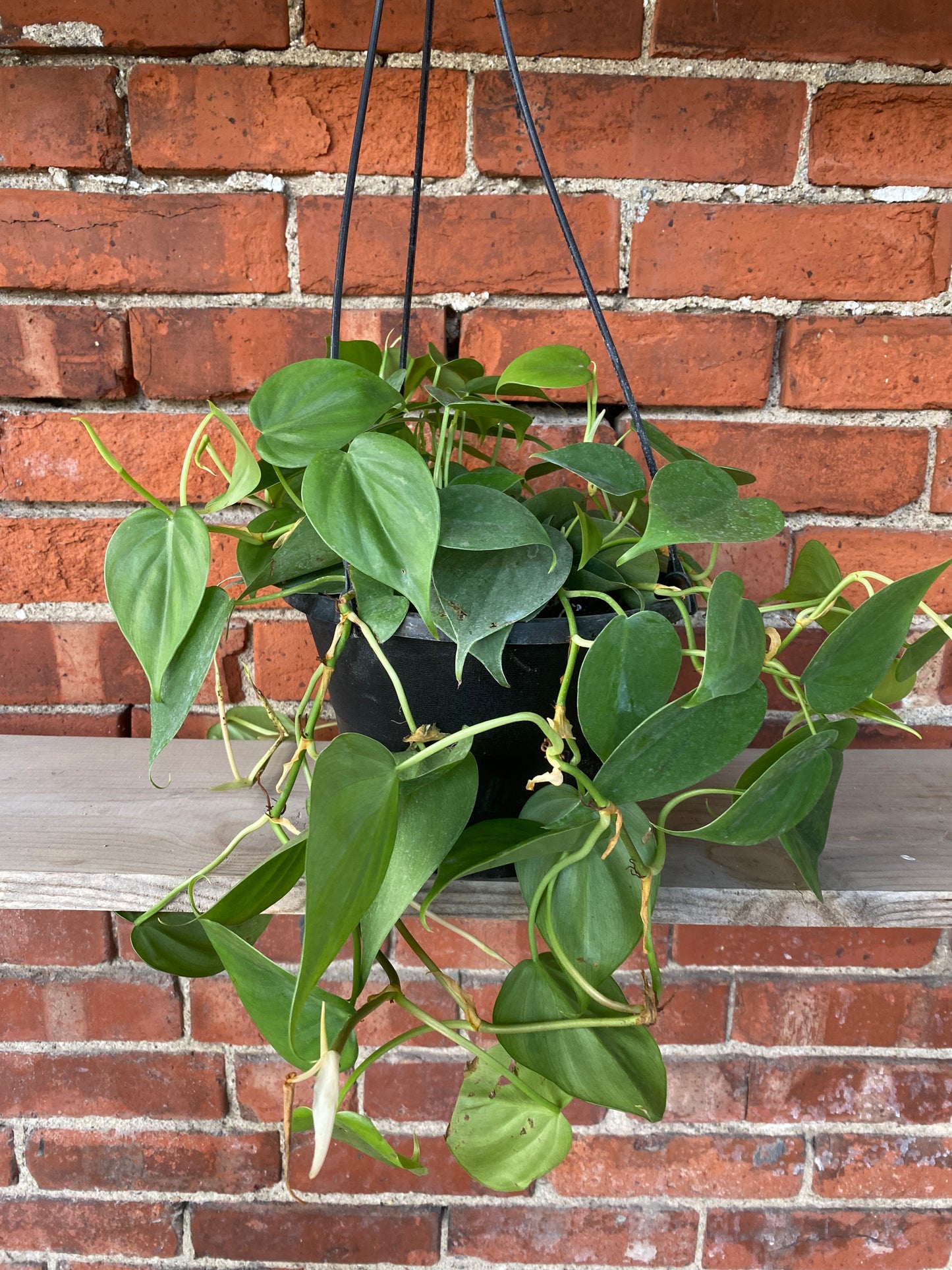 Philodendron cordatum 'Heart Leaf'