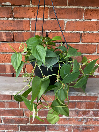 Philodendron cordatum 'Heart Leaf'