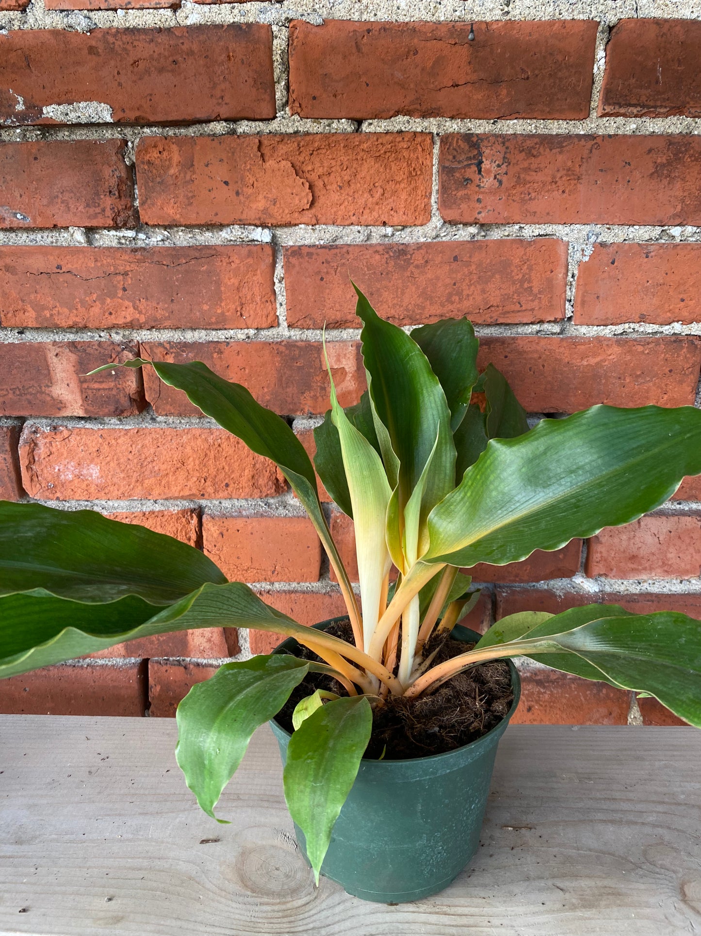 Chlorophytum 'Mandarin Orange' - 6" Pot