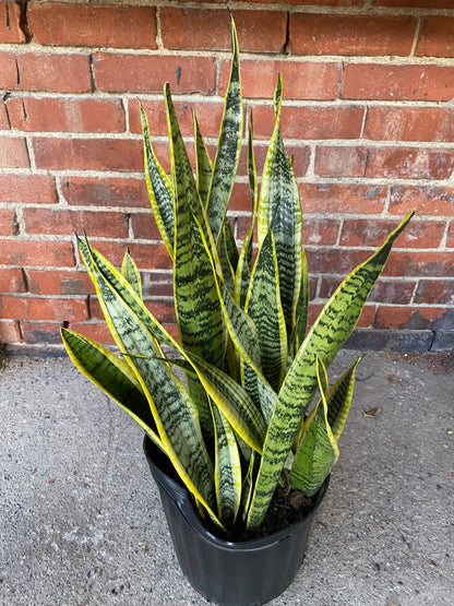 Sansevieria Laurentii 'Snake Plant'