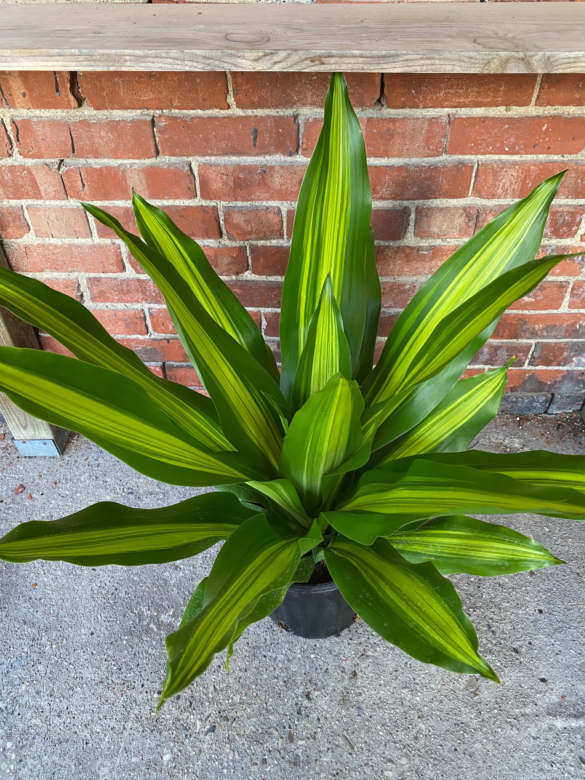 dracaena golden heart Dracaena 'Golden Heart'