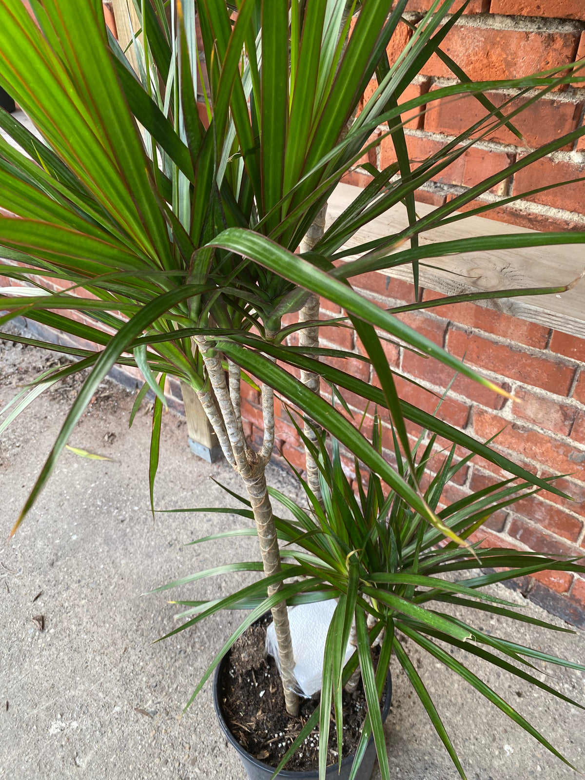 Dracaena marginata 'Green'