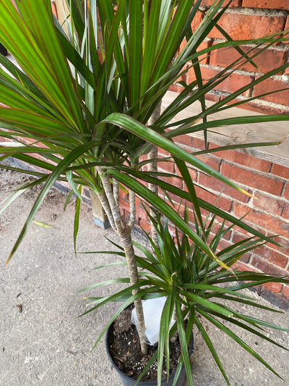 Dracaena marginata 'Green'