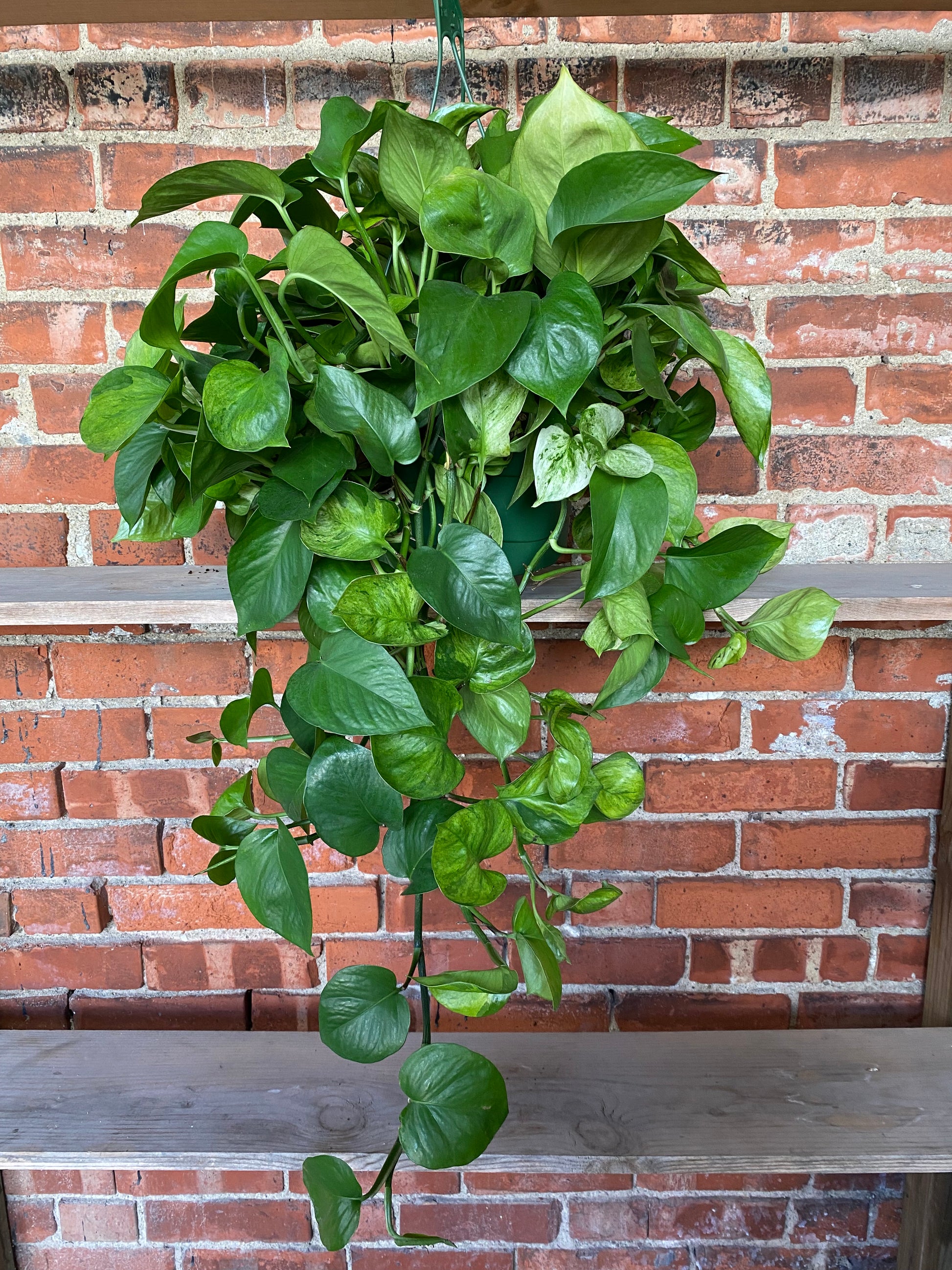 camo pothos Epipremnum aureum 'Guacamole Pothos' – Snakeroot Botanicals