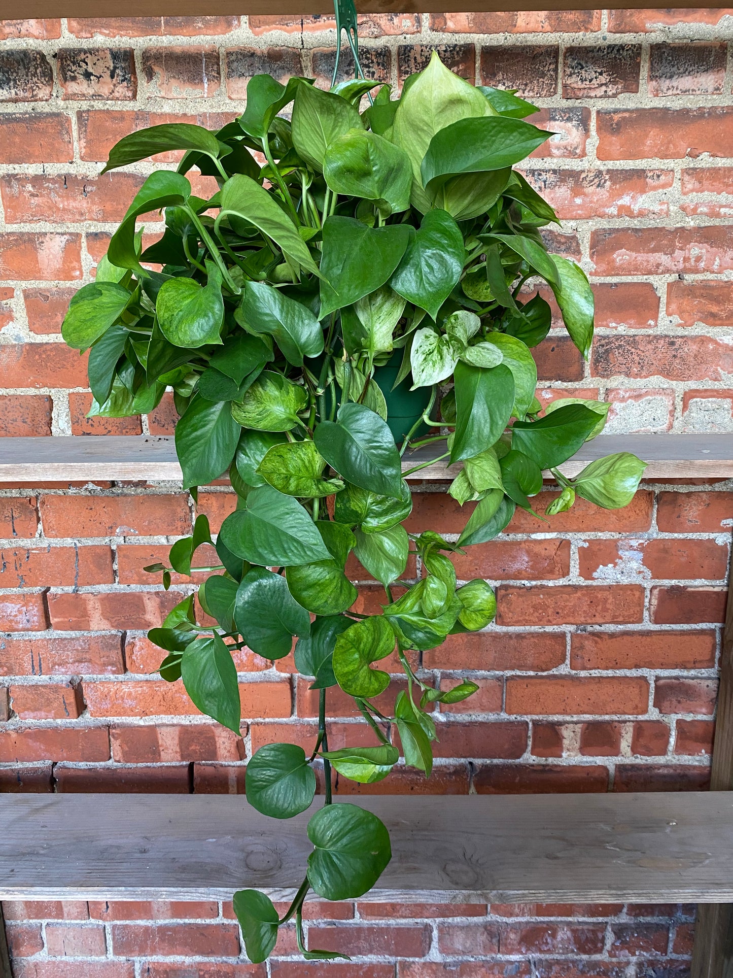 Epipremnum aureum  'Guacamole Pothos'