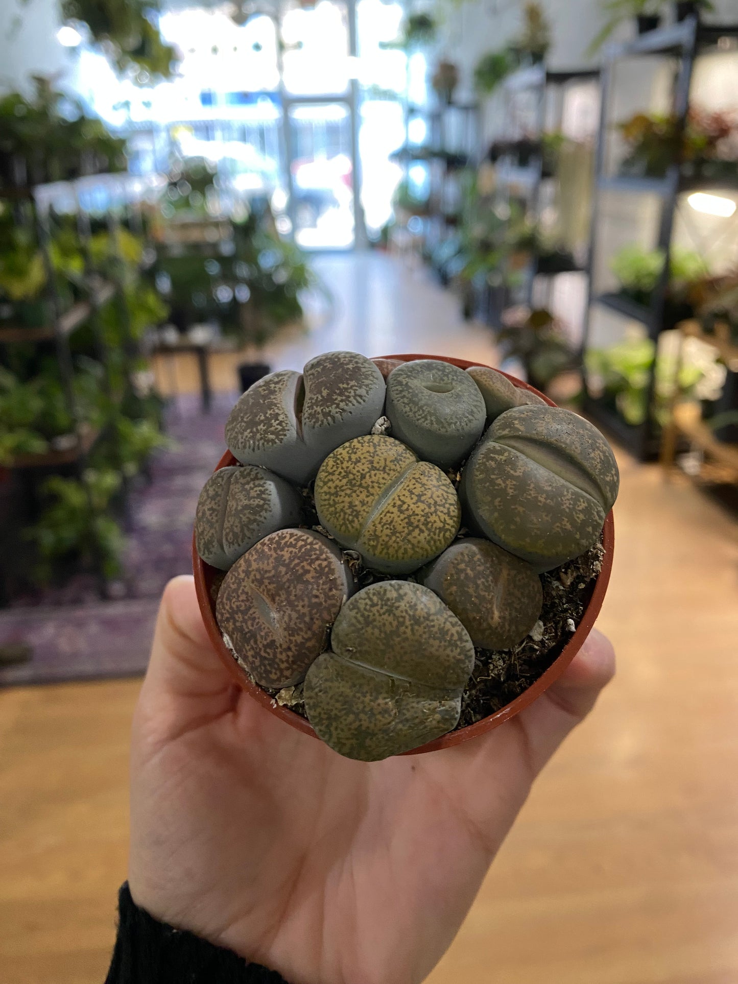 Lithops ‘Living Stones’ - 2.5" Pot