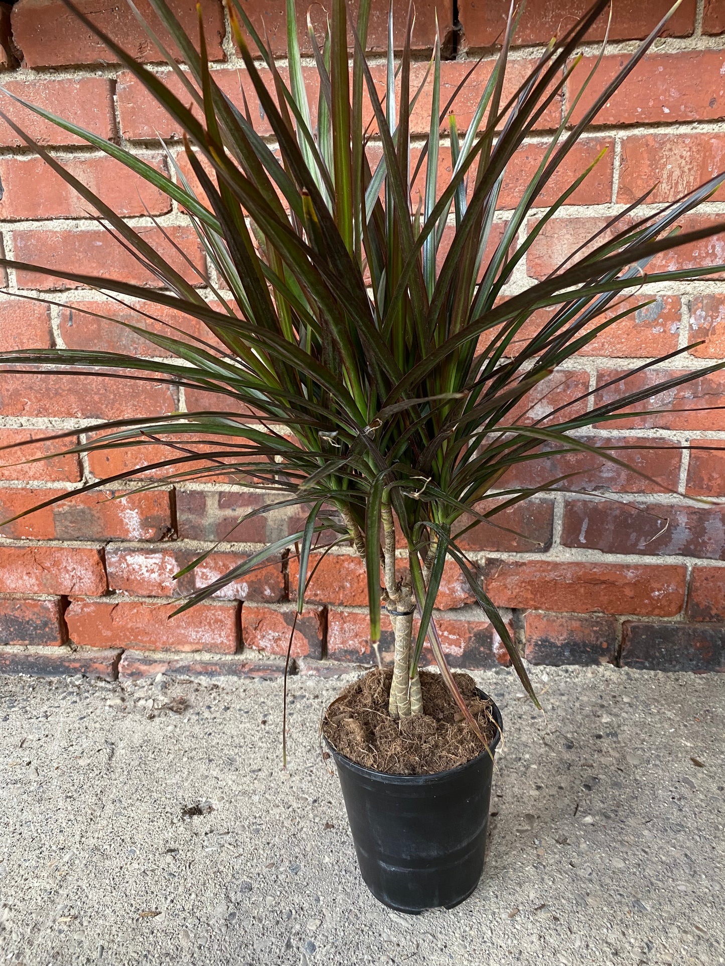 Dracaena Marginata ‘Magenta’ -6" Pot