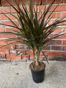 Dracaena Marginata ‘Magenta’ -6" Pot