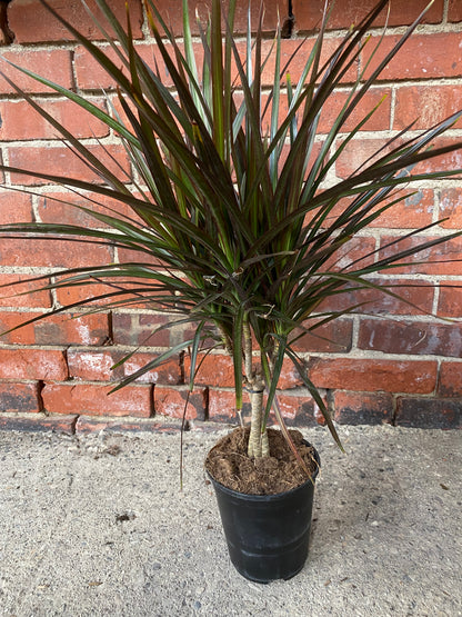 Dracaena Marginata ‘Magenta’ -6" Pot