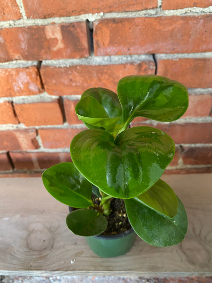 Peperomia 'Lemon Lime' - 4.5" Pot