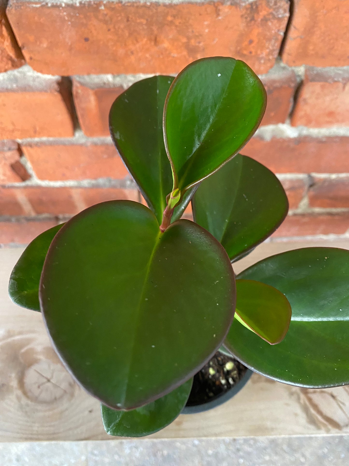Peperomia obtusifolia 'Red Margin' - 4.5" Pot