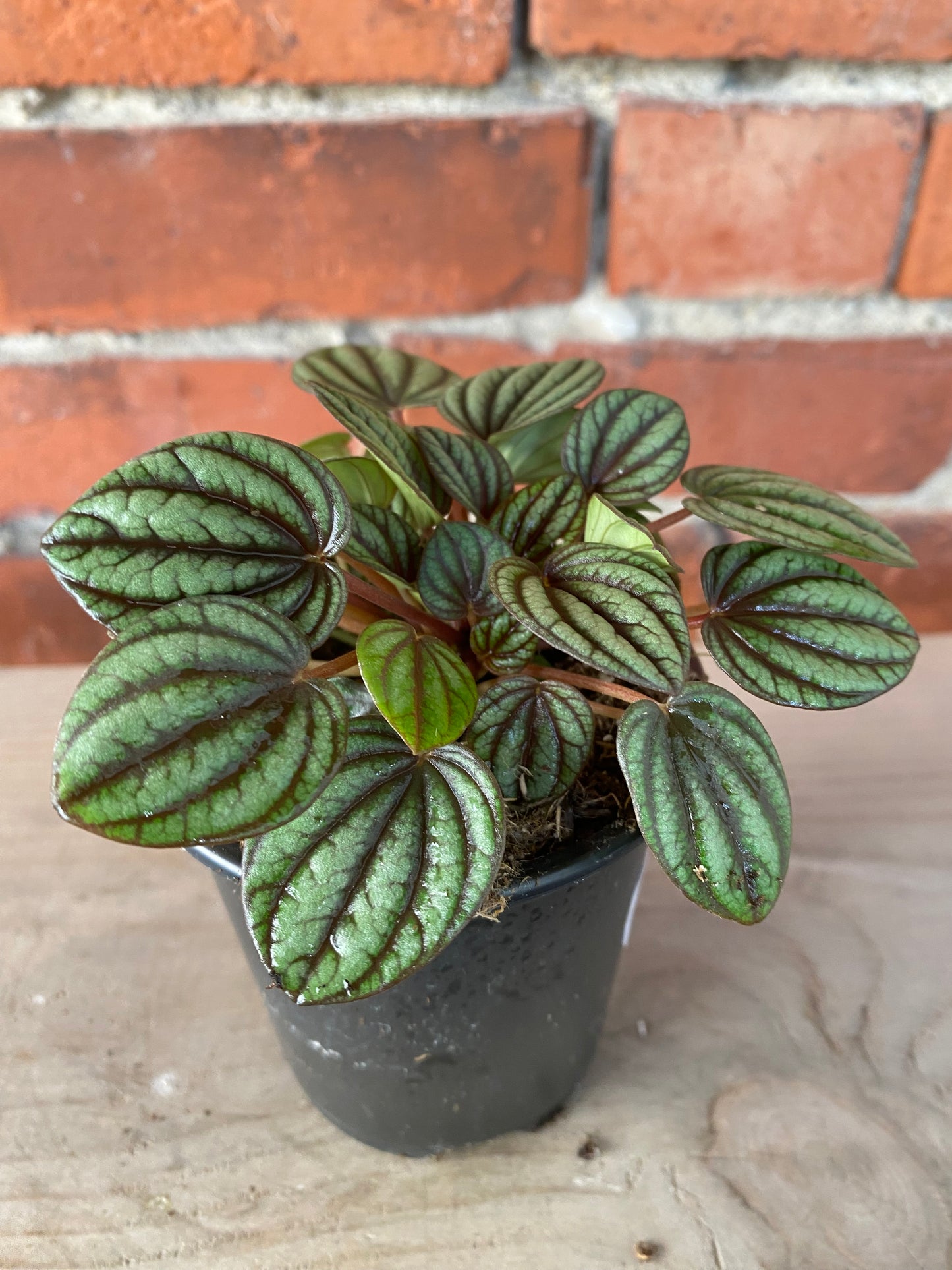 Peperomia ‘Picollo Banda’
