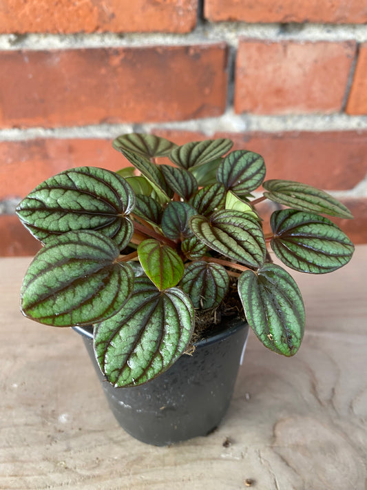 Peperomia ‘Picollo Banda’