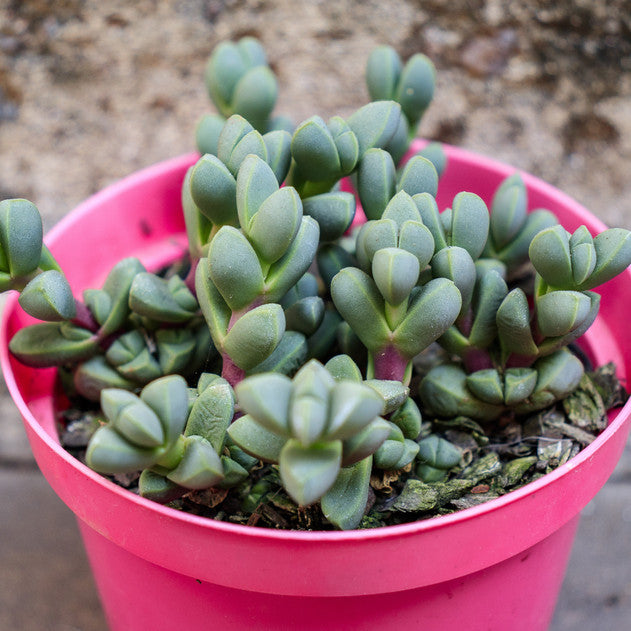 Delosperma lehmannii 'Ice Plant'
