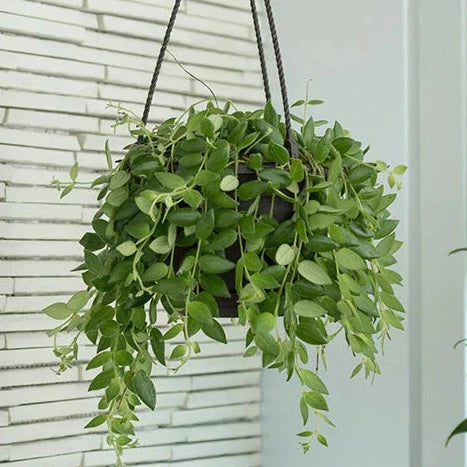 Aeschynanthus 'Lipstick Plant'