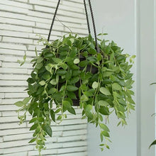 Aeschynanthus 'Lipstick Plant'