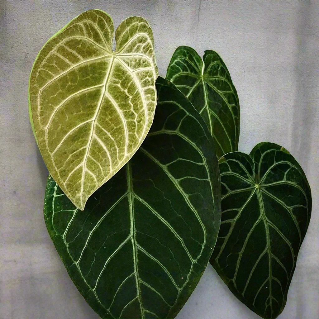Anthurium magnificum