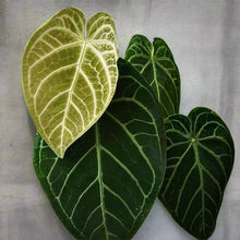 Anthurium magnificum