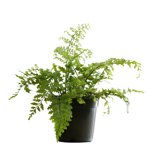 Asplenium Parvati 'Mother Fern'