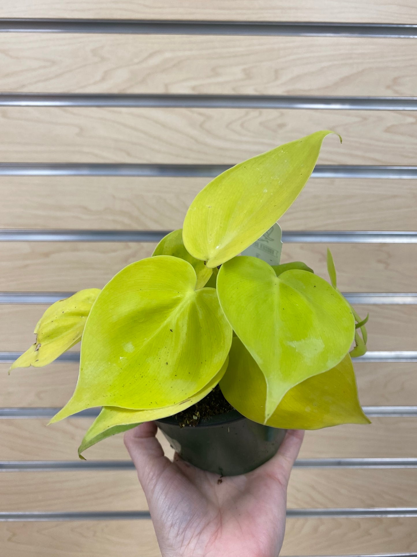 Philodendron Cordatum 'Lemon Heart Leaf'