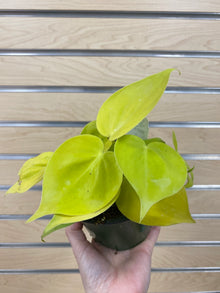 Philodendron Cordatum 'Lemon Heart Leaf'