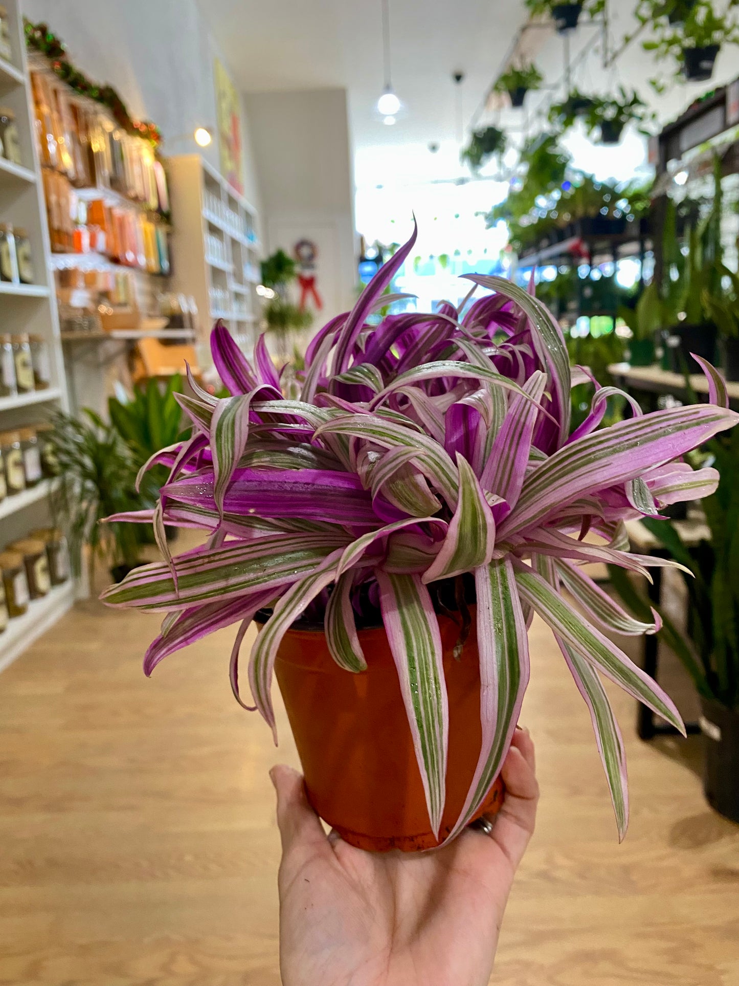 Tradescantia Spathacea ‘Rhoeo Tricolor’