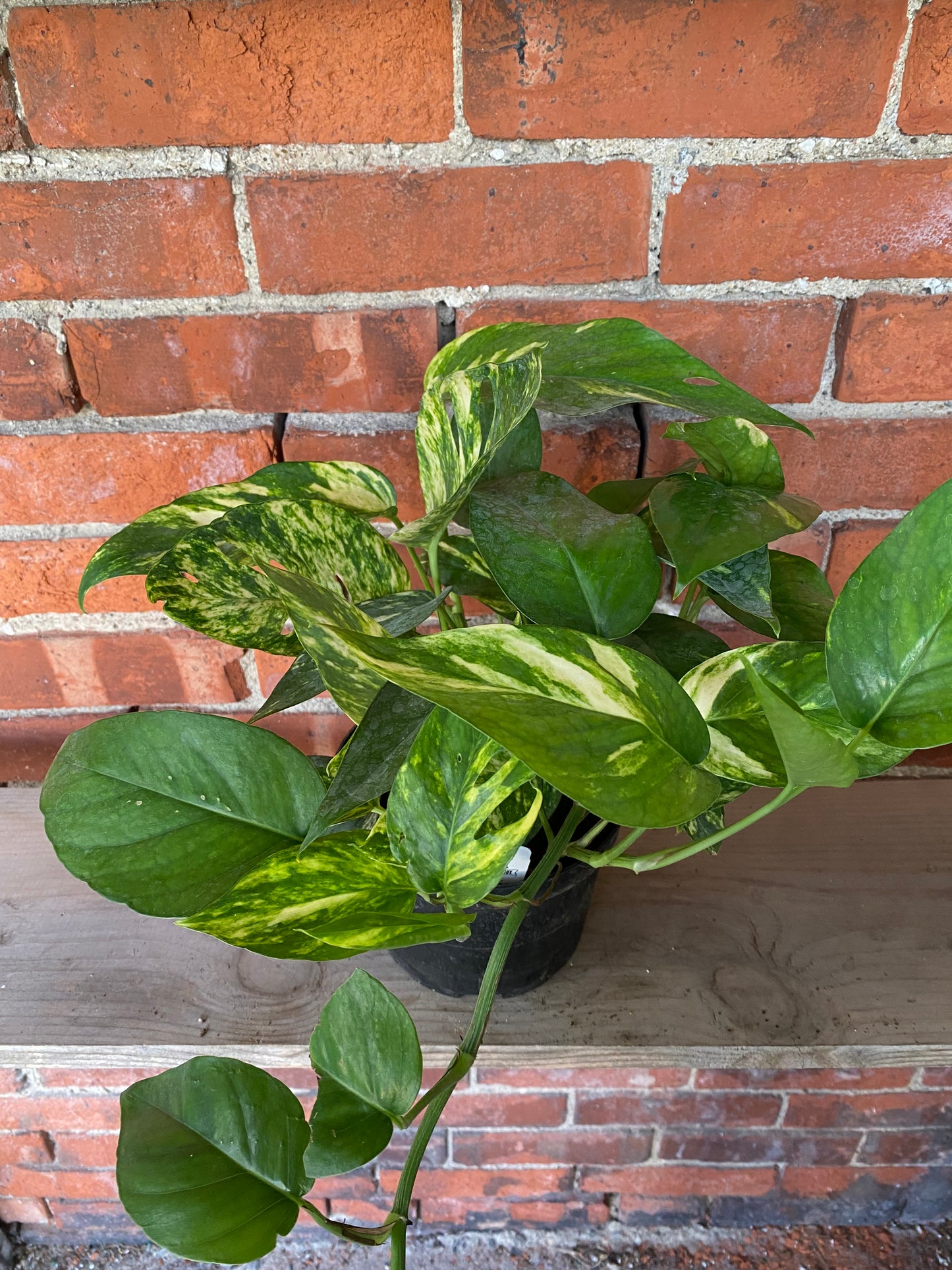 Epipremnum pinnatum 'Yellow Sunrise'