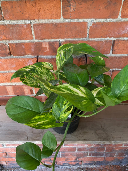 Epipremnum pinnatum 'Yellow Sunrise' - 6" Pot