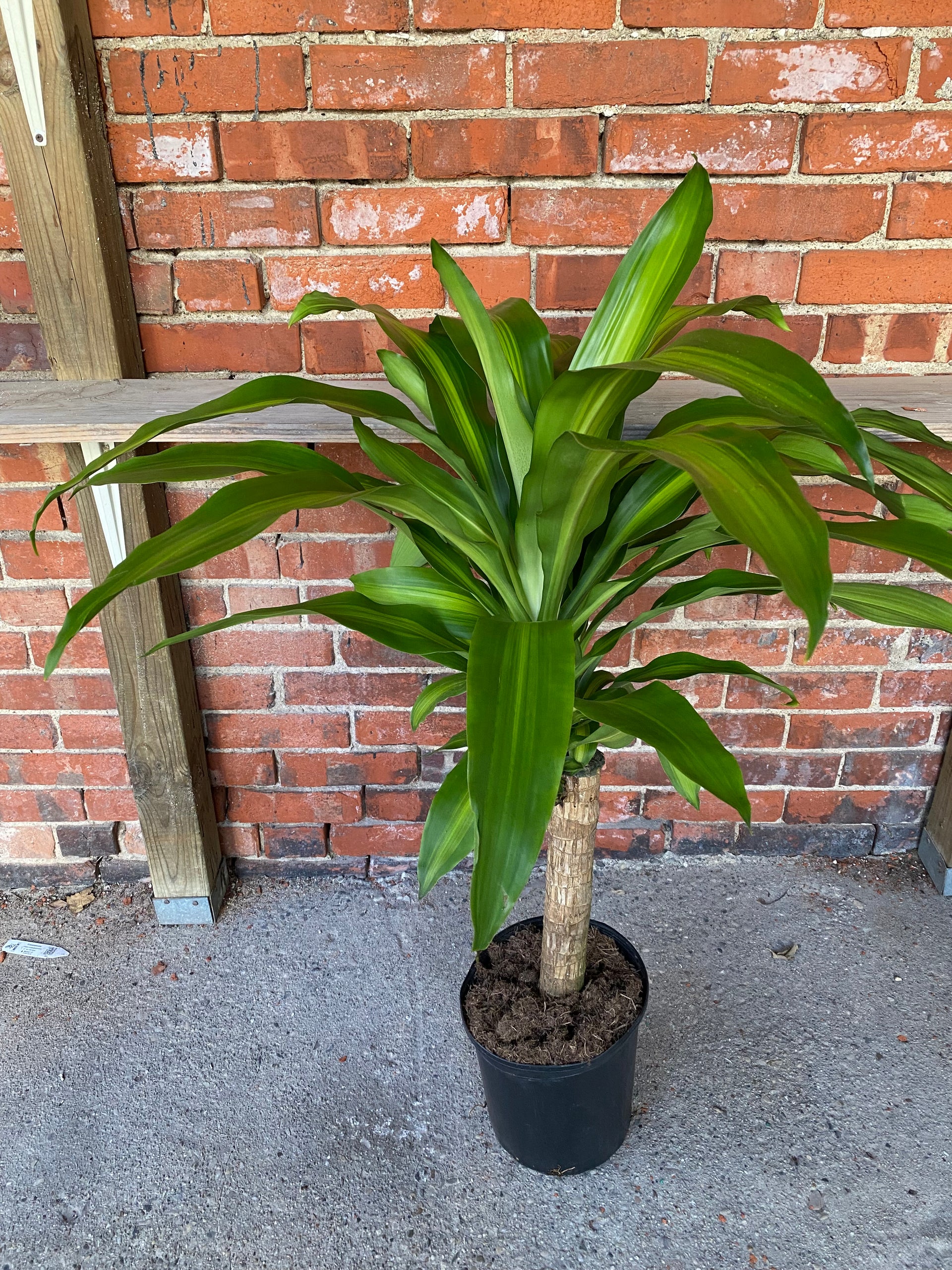dracaena fragrans mas Dracaena fragrans "Massangeana" – Snakeroot Botanicals