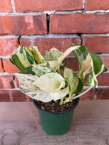 Epipremnum pinnatum 'Manjula'