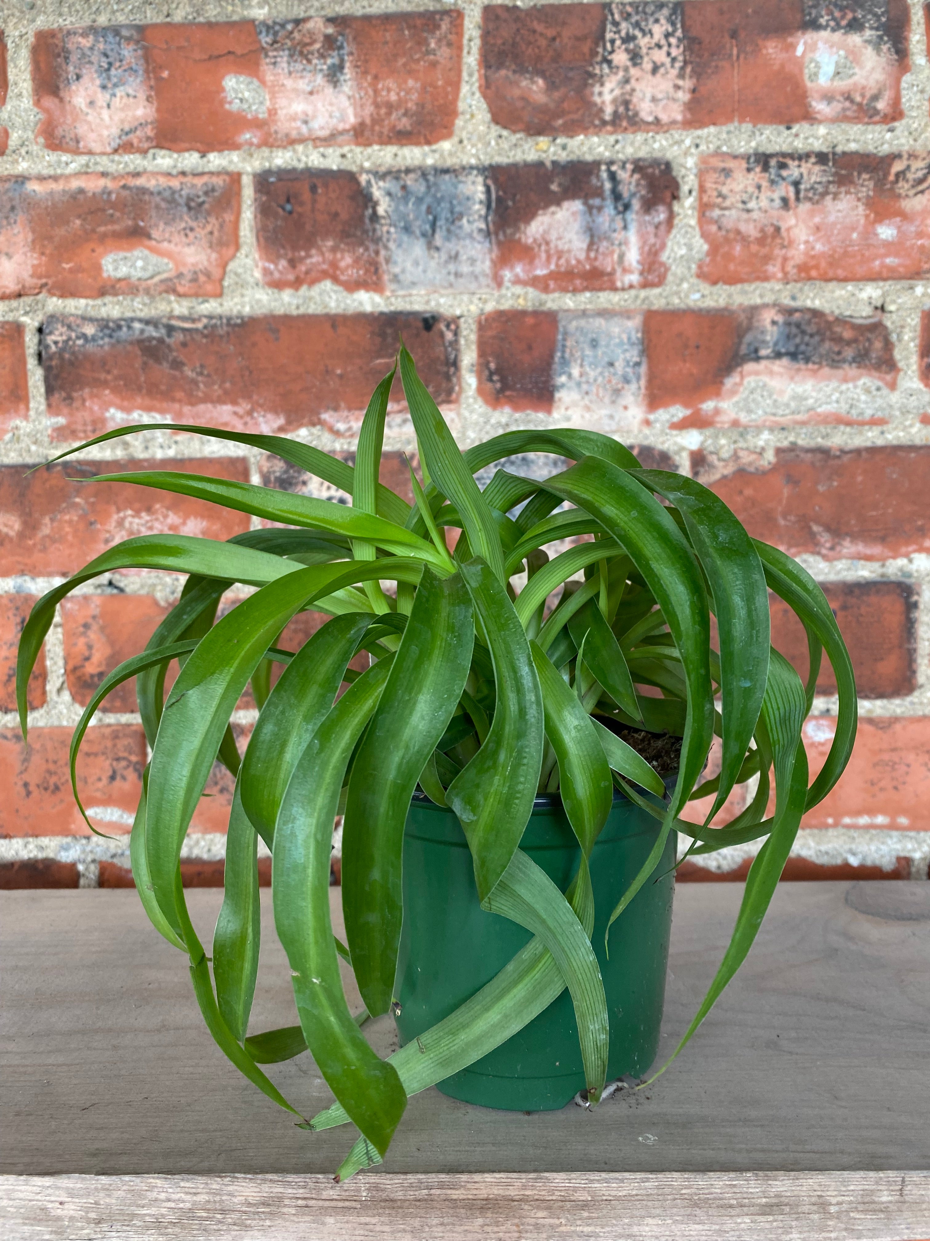 Chlorophytum Comosum Green Bonnie Spider Plant Snakeroot Botanicals chlorophytum-comosum-green-bonnie-spider-plant-snakeroot-botanicals