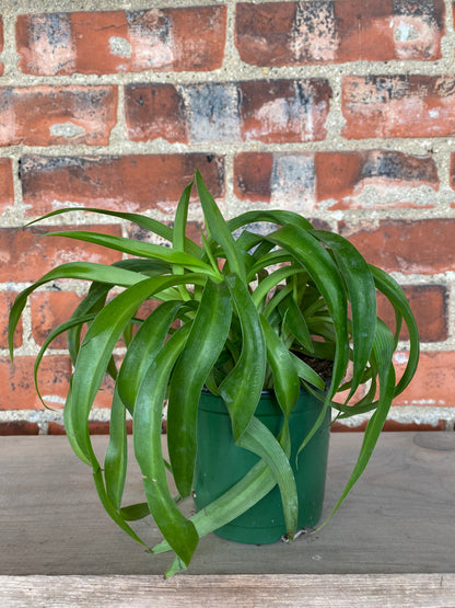 Chlorophytum comosum ‘Green Bonnie Spider Plant’