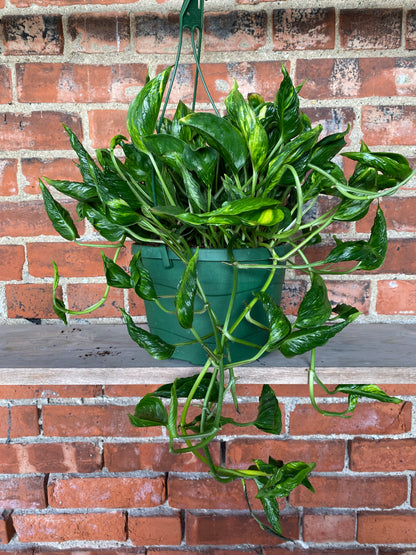 Epipremnum 'Shangri-la'