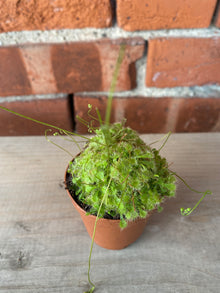 Drosera  ‘Sundew Carnivorous Plant’