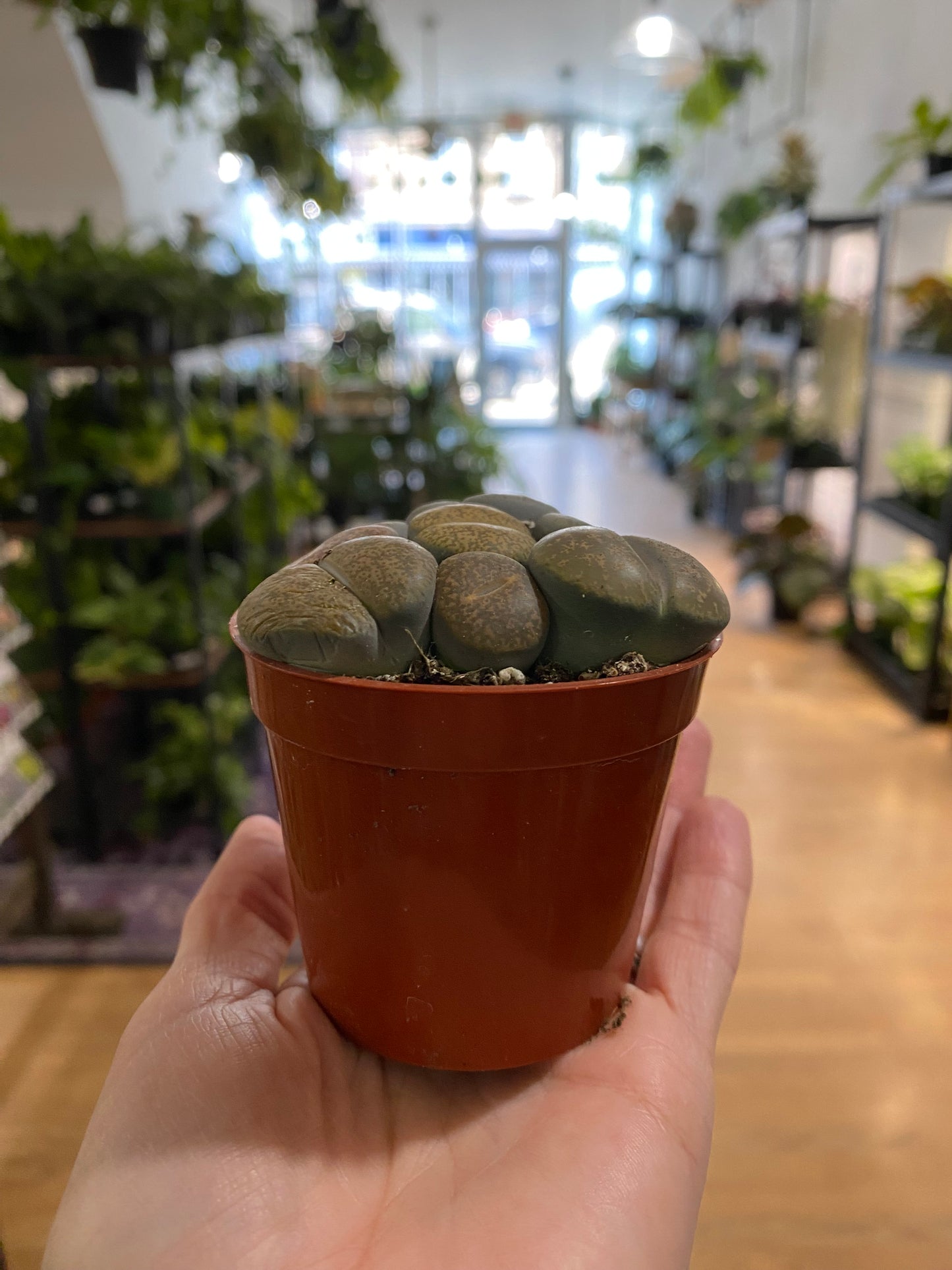 Lithops ‘Living Stones’ - 2.5" Pot