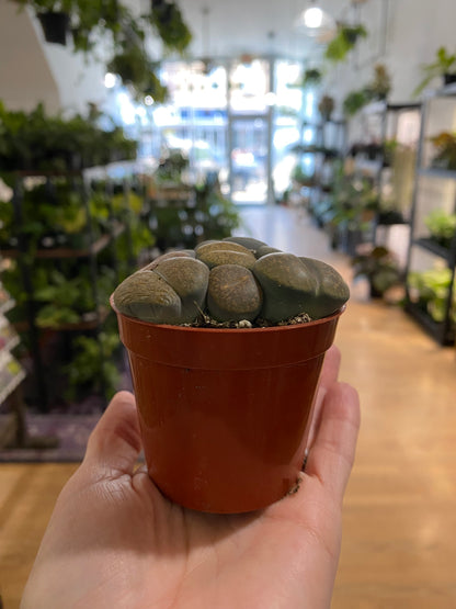 Lithops ‘Living Stones’ - 2.5" Pot