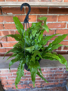 Microsorum musifolium 'Crocodile Fern'