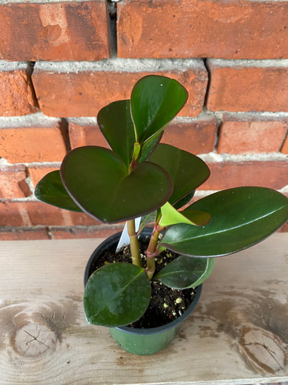Peperomia obtusifolia 'Red Margin' - 4.5" Pot