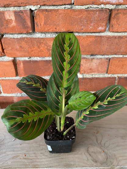 red prayer plant benefits Red Prayer Plant - Maranta