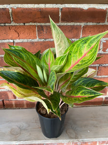 Aglaonema 'Golden Flourite' - 5.5" Pot
