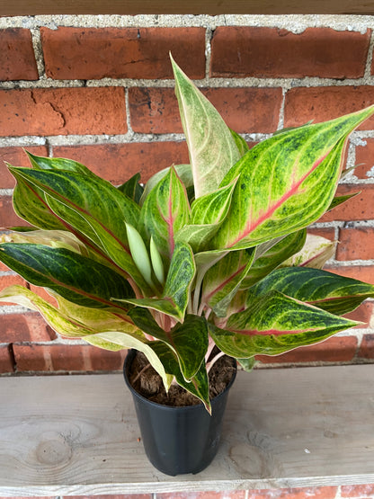 Aglaonema 'Golden Flourite' - 5.5" Pot