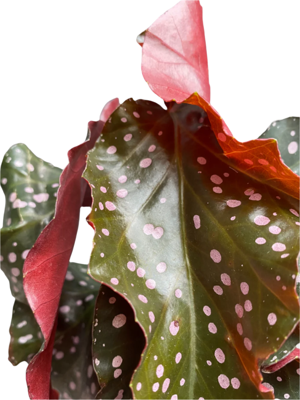Begonia maculata 'Cracklin Rosie'