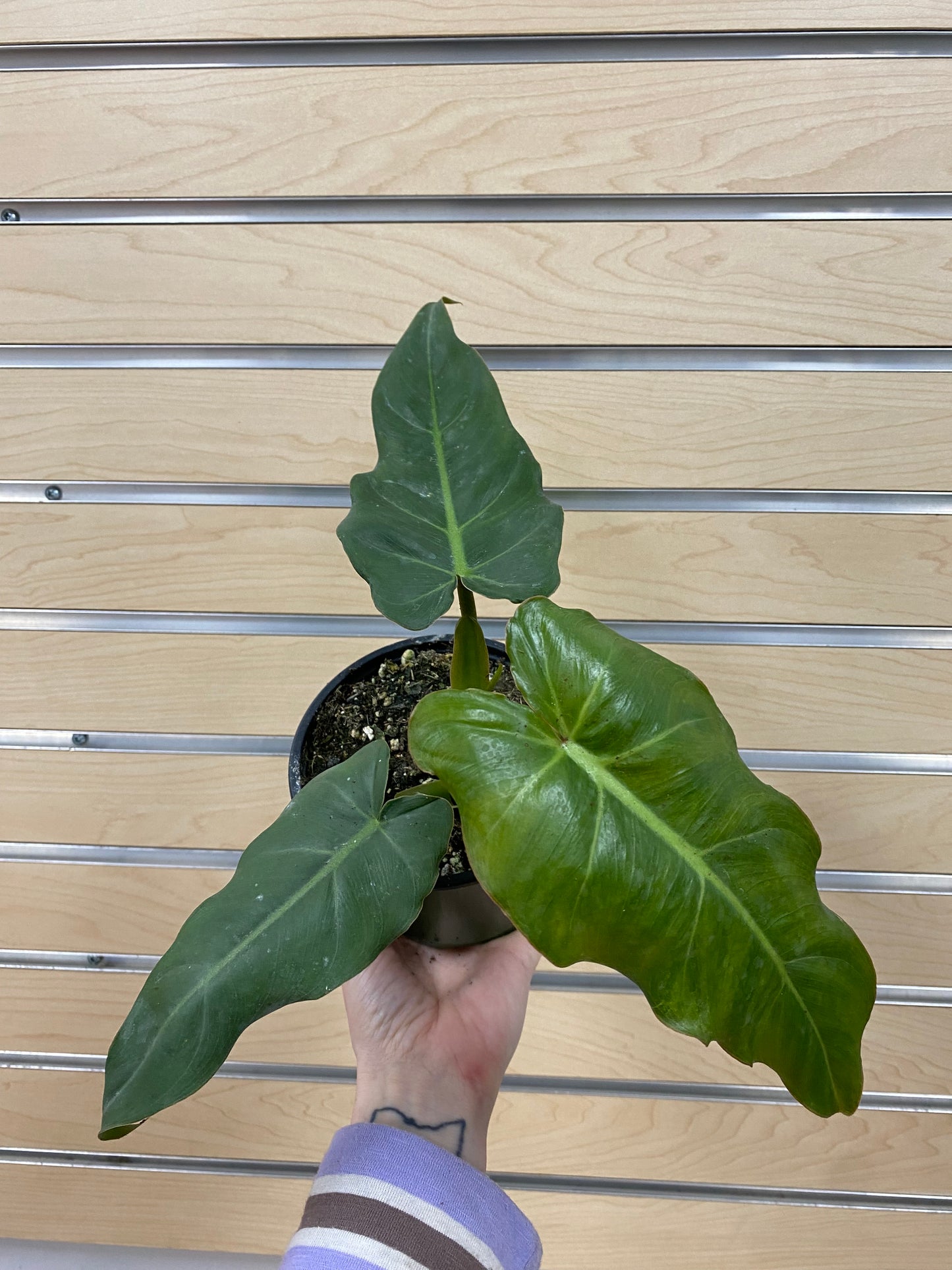 Philodendron 'Maximum' - 4.5" Pot