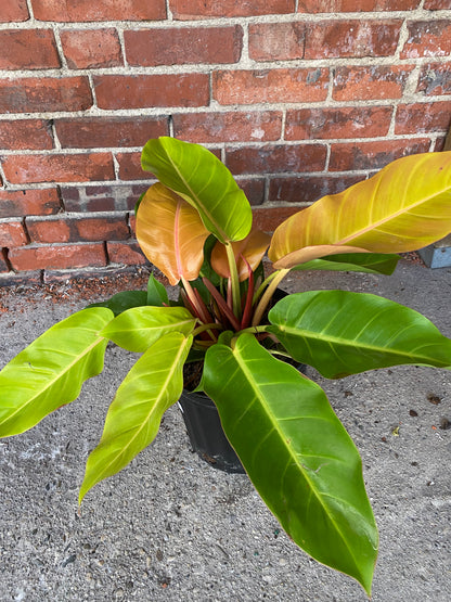 Philodendron ‘Prince of Orange’
