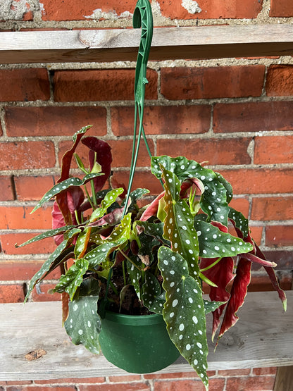 Begonia maculata 'Polka dot Begonia'