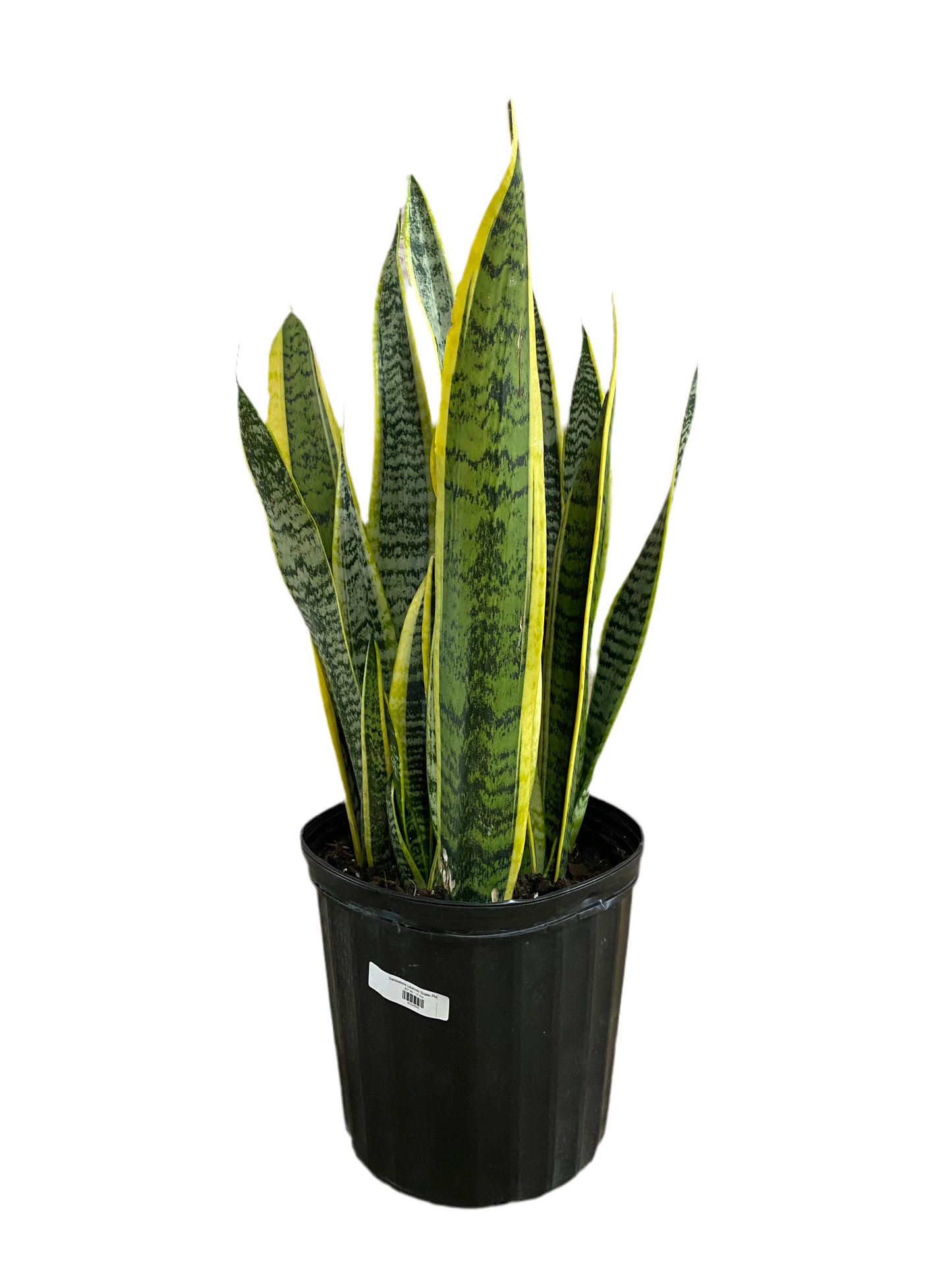 Sansevieria Laurentii 'Snake Plant'