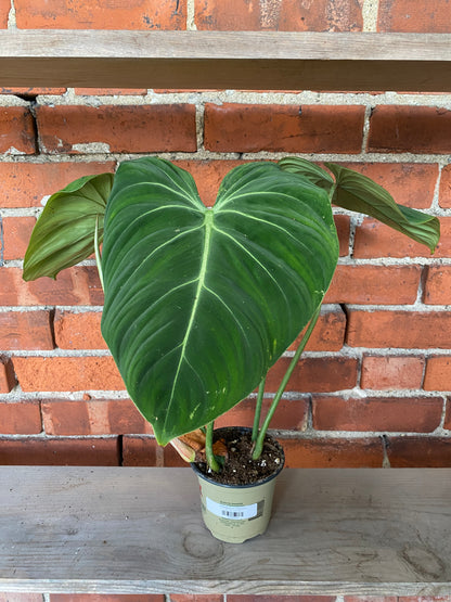 Philodendron Gloriosum