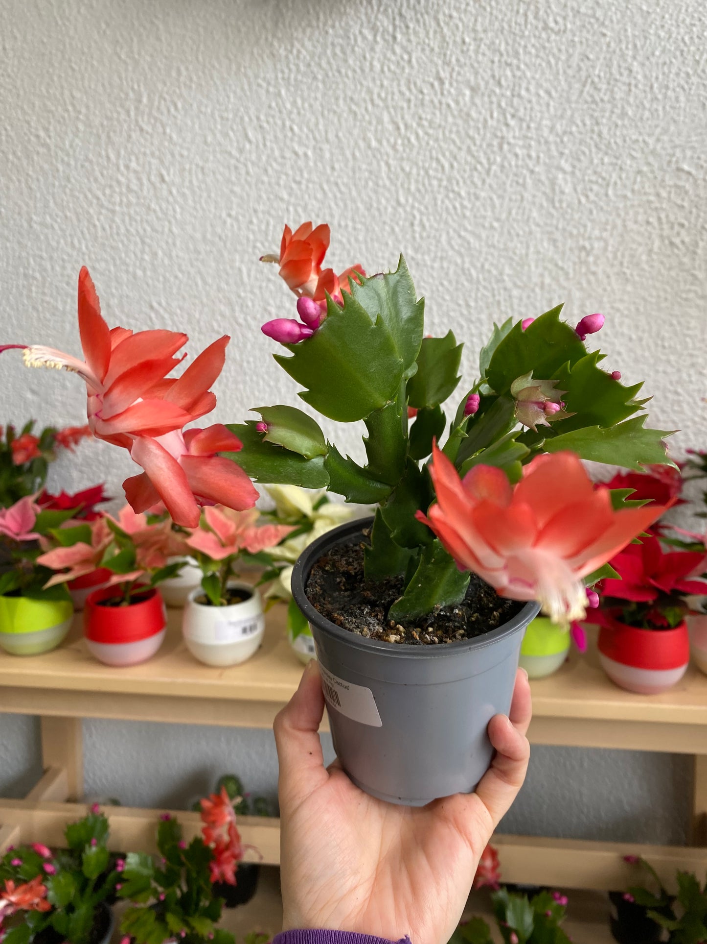Zygocactus 'Holiday Cactus'