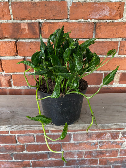 Epipremnum 'Shangri-la'