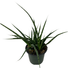 Sansevieria 'Fernwood'